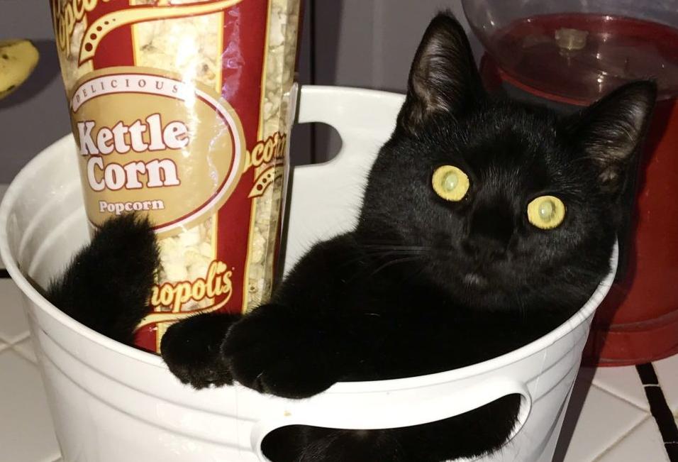 Pic of the Litter: Jordan